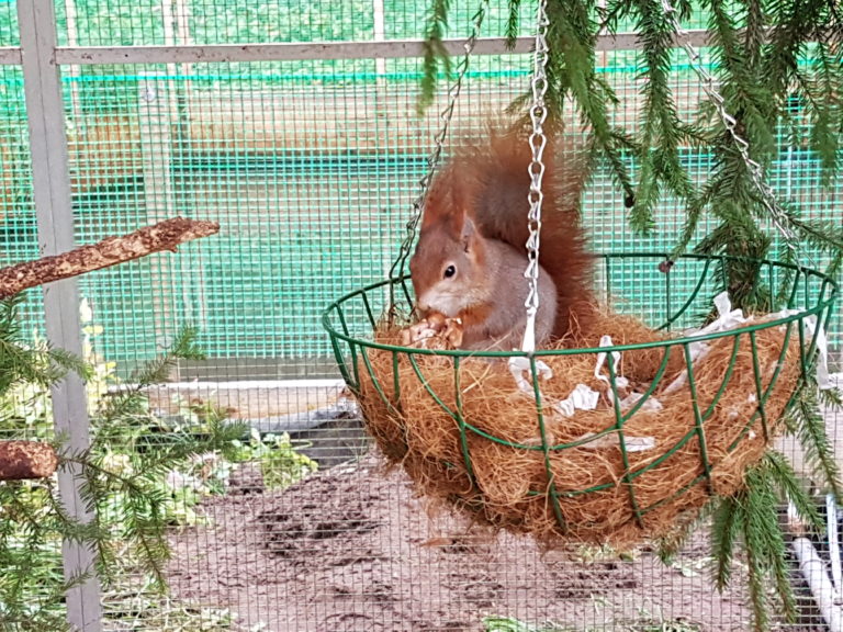 Eichhörnchen-Aufzuchtstation Schwarzenbruck